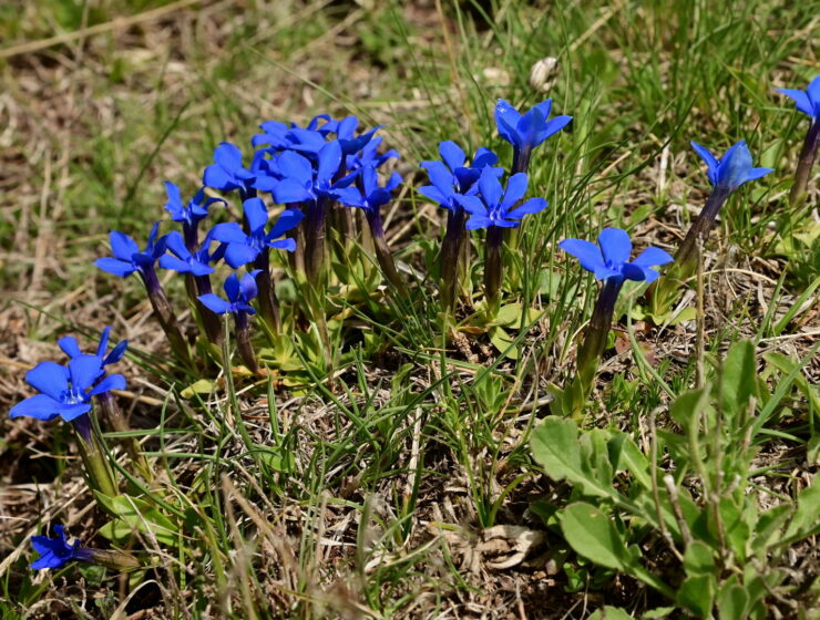 Beautiful_old_spring_gentian_(Gentiana_verna_subsp_balcanica)_individual_Mount_Falakro_Greece