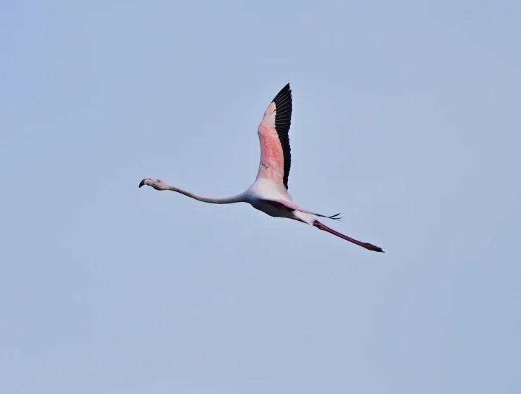 DSC_5395_j_2