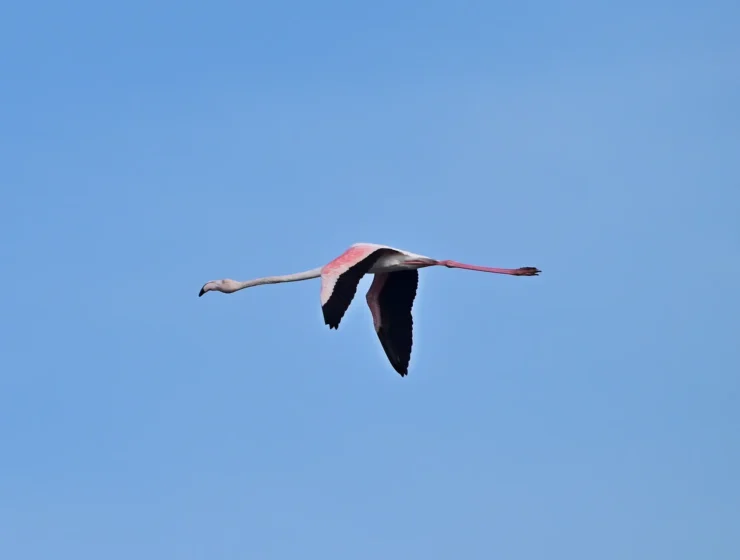 DSC_5399_j_2