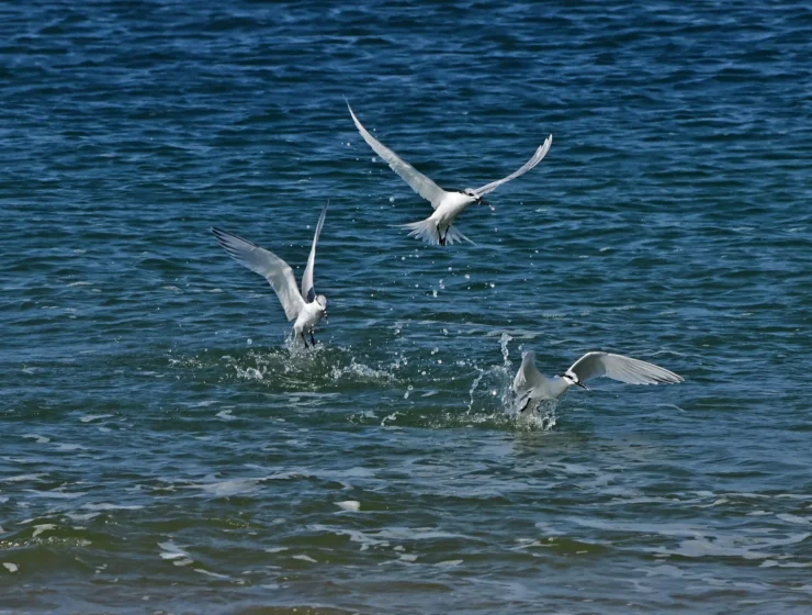DSC_7655_j_2