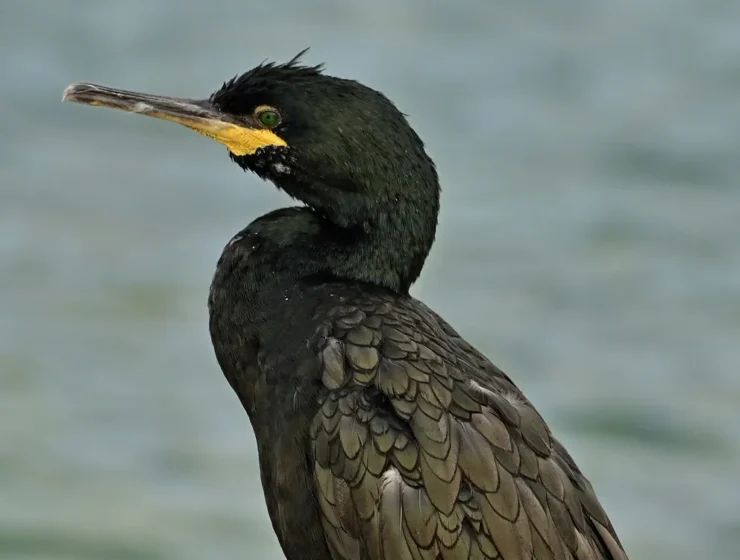 European_shag_or_common_shag_(Gulosus_aristotelis_syn_Phalacrocorax_aristotelis)_adult_bird_standing_on_a_stone,_vertival_image,_Greece_2