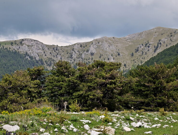 Landscape_of_alpine_and_subalpine_meadows_and_pine_forests_on_Mount_Falakro_above_the_town_of_Drama_Greece
