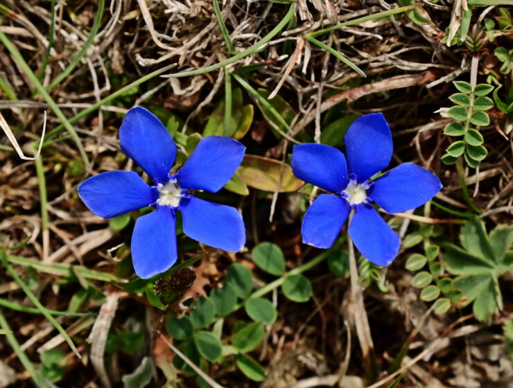 Two_flowers_of_spring_gentian_(Gentiana_verna_subsp_balcanica)_from_above_Mount_Falakro_Greece