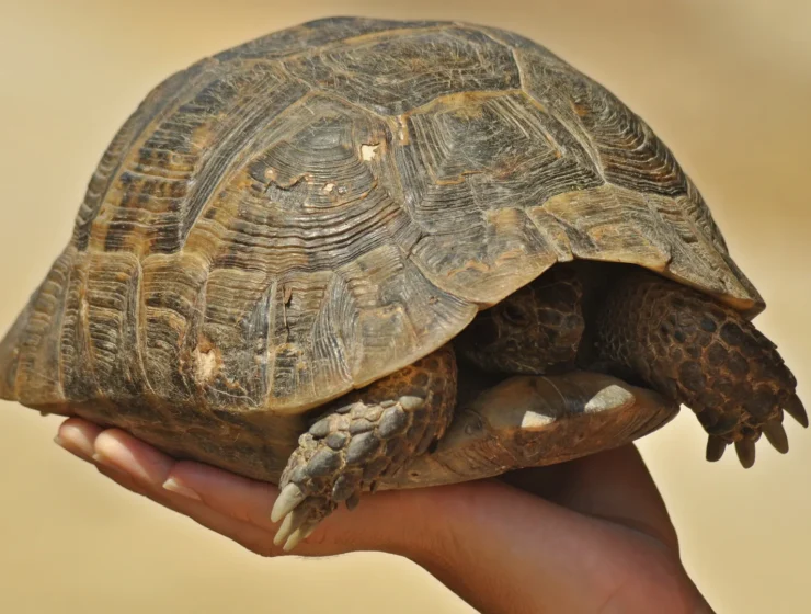 greek_turtle_in_hand