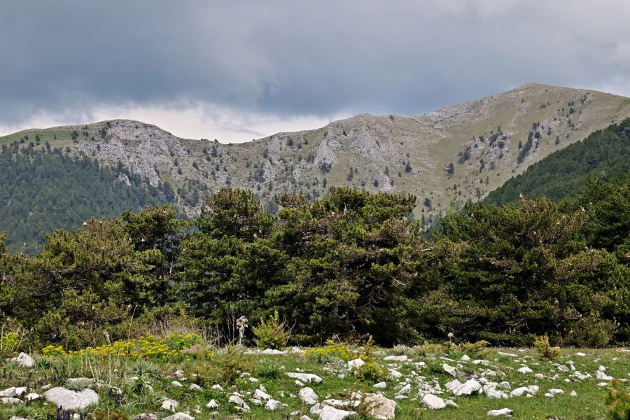 Landscape_of_alpine_and_subalpine_meadows_and_pine_forests_on_Mount_Falakro_above_the_town_of_Drama_Greece