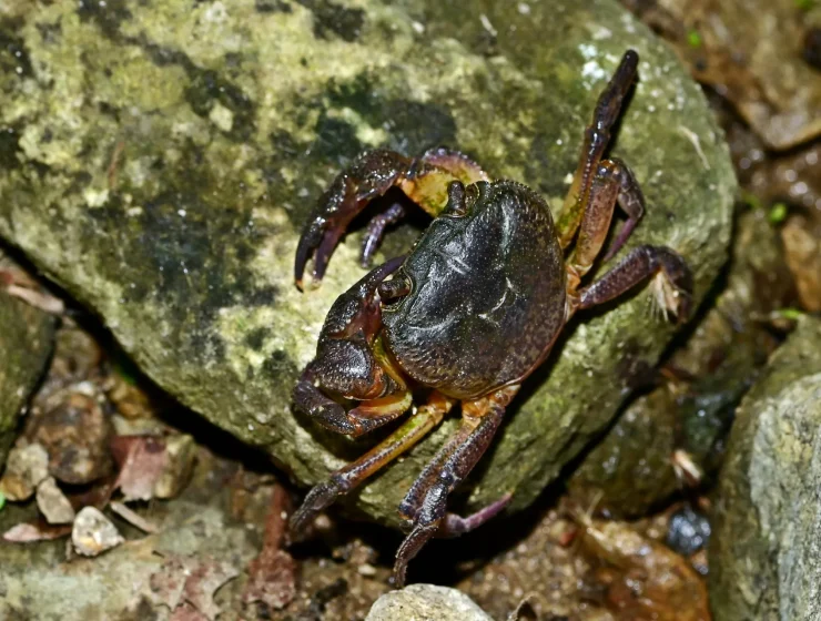 Potamon_ibericum_2