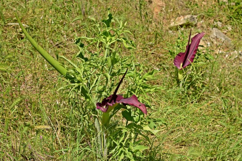 Two blooming common dracunculus, dragon lily, dragon arum, black arum or vampire lily (Dracunculus vulgaris) in its habitat, Greece_k